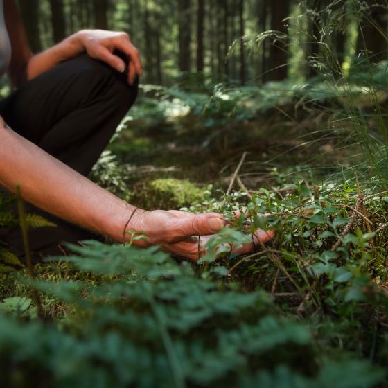 Hand som rör vid blåbärsris i skogen